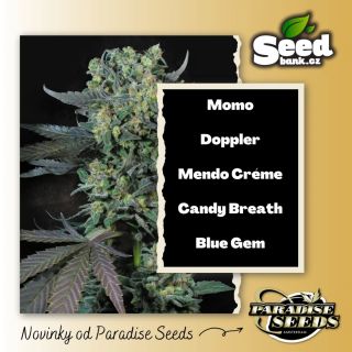 Novinky od Paradise Seeds! Představujeme čerstvé kousky, které by ti rozhodně neměly uniknout. Kvalita, originalita a síla...